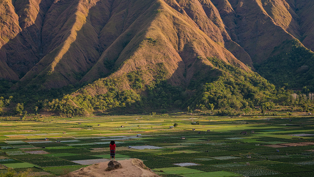 view sawah bukit selong lombok